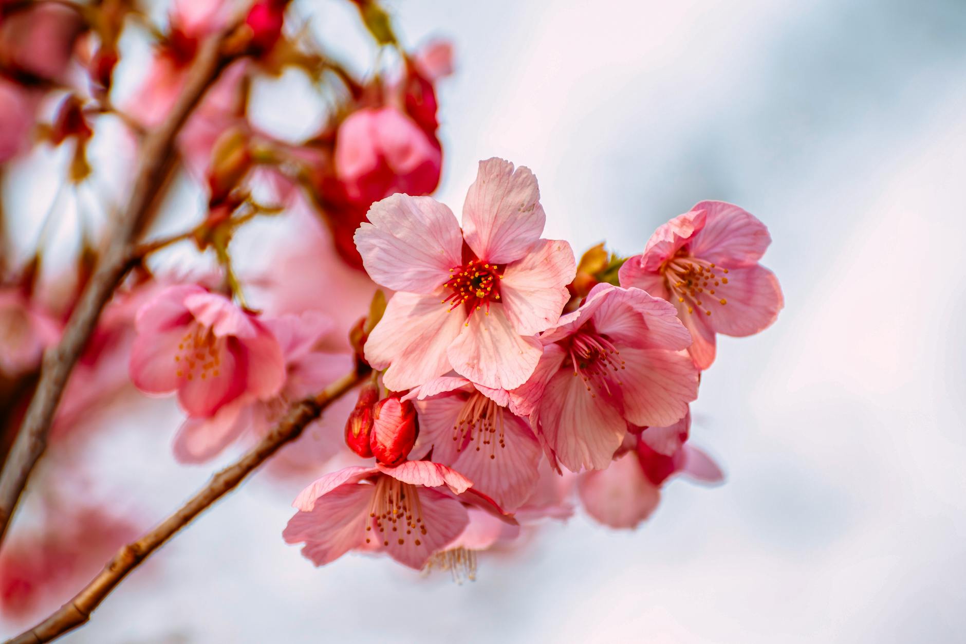 日本樱花小团队 8 日 extensionImage beauty, bloom, blooming 的 免费素材图片