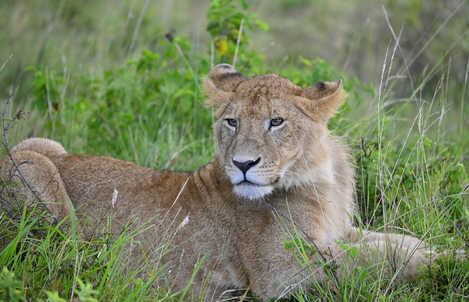 东非迁徙摄影 Safari 12 日 heroImage masaai mara, panthera leo, 丛林女王 的 免费素材图片